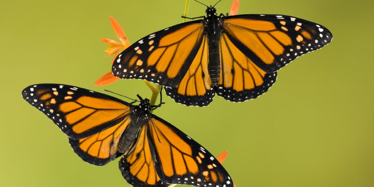 Mex_Monarch butterflies_istock_paid