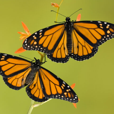 Mex_Monarch butterflies_istock_paid