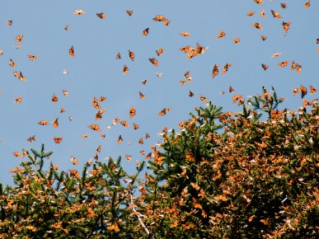 MEX_monarchButterflies_shutterstock100246115_free