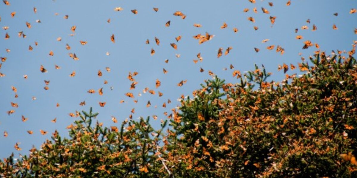 MEX_monarchButterflies_shutterstock100246115_free