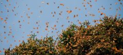 MEX_monarchButterflies_shutterstock100246115_free