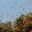 MEX_monarchButterflies_shutterstock100246115_free