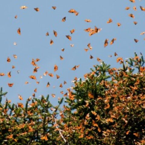 MEX_monarchButterflies_shutterstock100246115_free