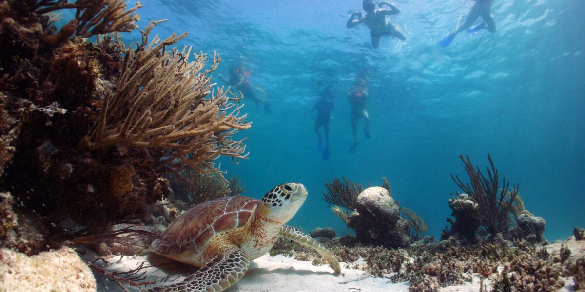 turtle diving mexico