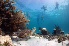 turtle diving mexico