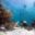 turtle diving mexico