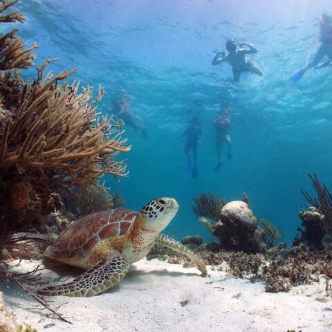turtle diving mexico
