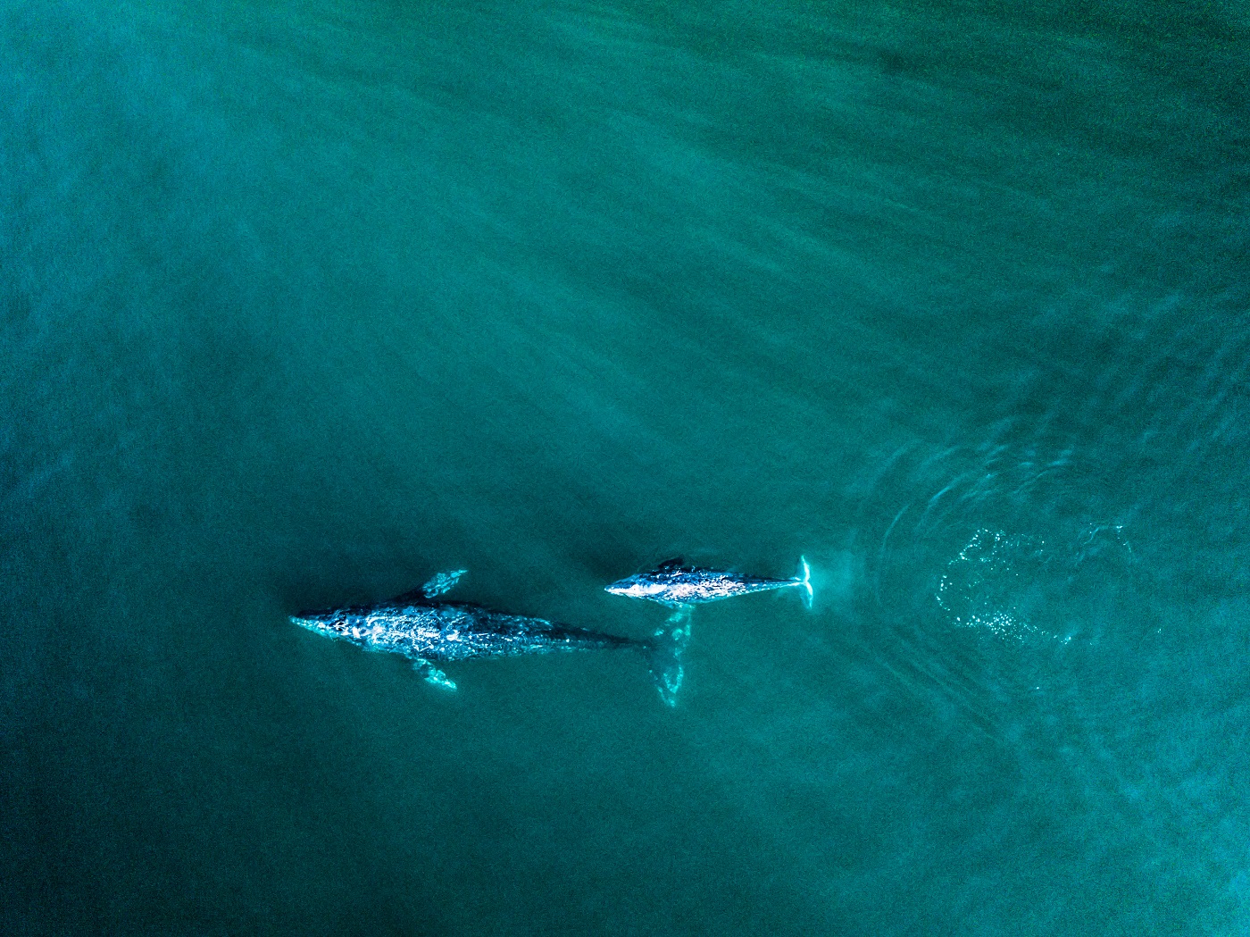 Mexico_BajaCaliforniaSur_Whales