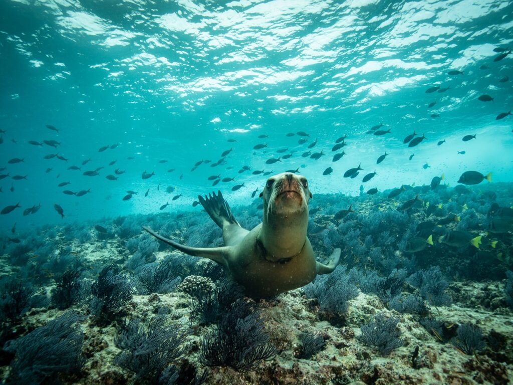 Mexico_SeaofCortez