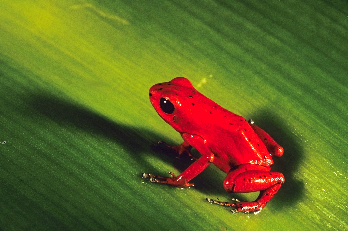 PAN_RedFrog_Ancon_Free