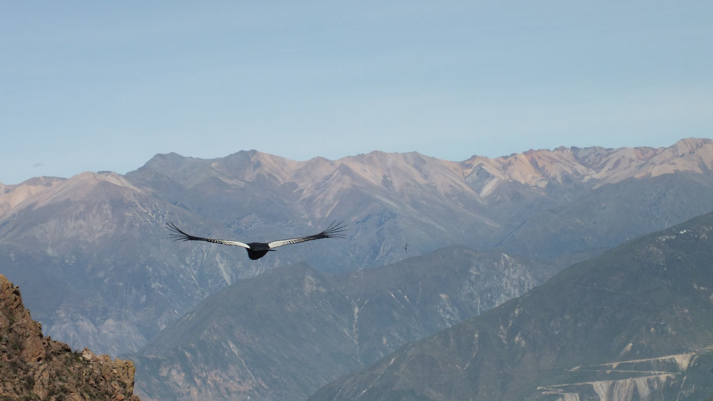 Condor Colca Canyon peru