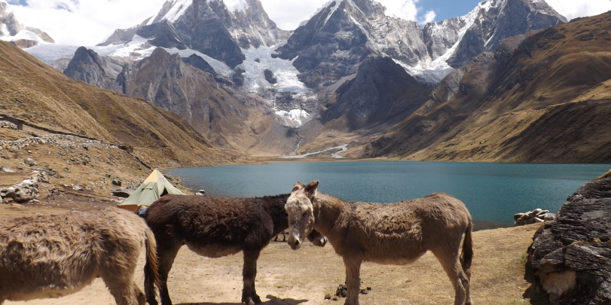 Donkeys, Carhuacocha