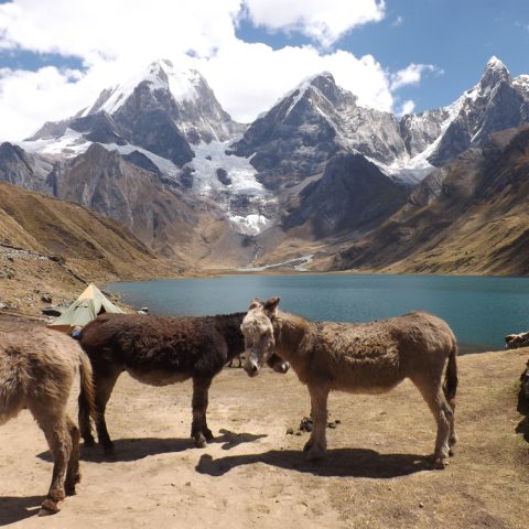 Donkeys, Carhuacocha