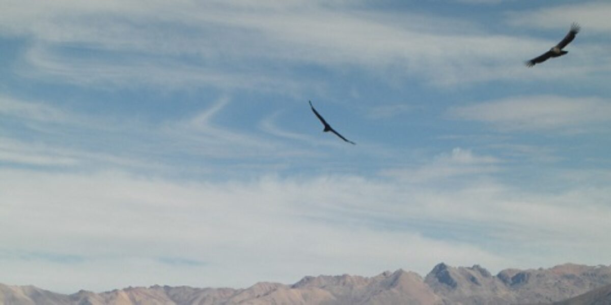 PER_ColcaCanyon_WhereCondorsFly_WillR_free