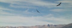 PER_ColcaCanyon_WhereCondorsFly_WillR_free