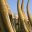 PER_Huanchaco_MarkHealey_free