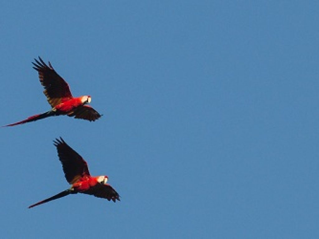 PER_Manu_Macaw_Crees_freewithcredit (3)