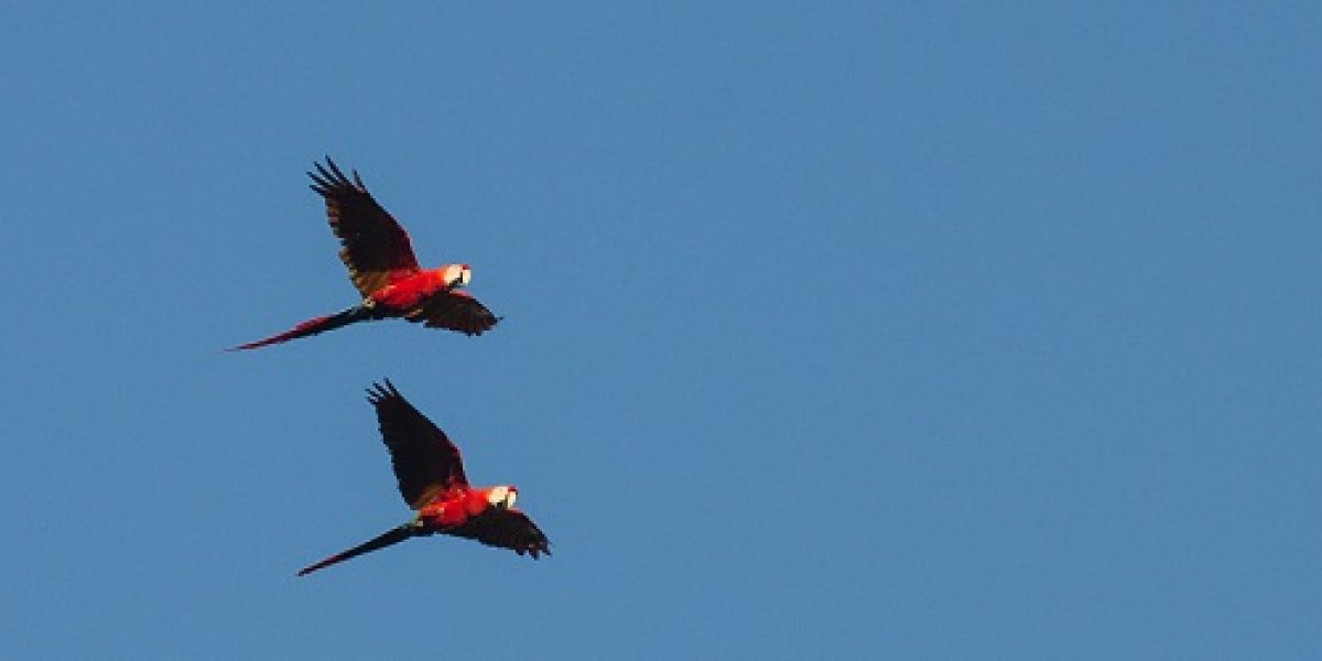 PER_Manu_Macaw_Crees_freewithcredit (3)