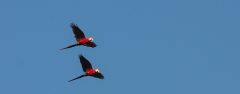PER_Manu_Macaw_Crees_freewithcredit (3)
