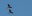 PER_Manu_Macaw_Crees_freewithcredit (3) PER_Manu_Macaw_Crees_freewithcredit (3)