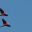 PER_Manu_Macaw_Crees_freewithcredit (3)