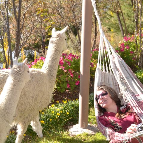 PER_PeruvianHomestay_Suasi_IM_Free