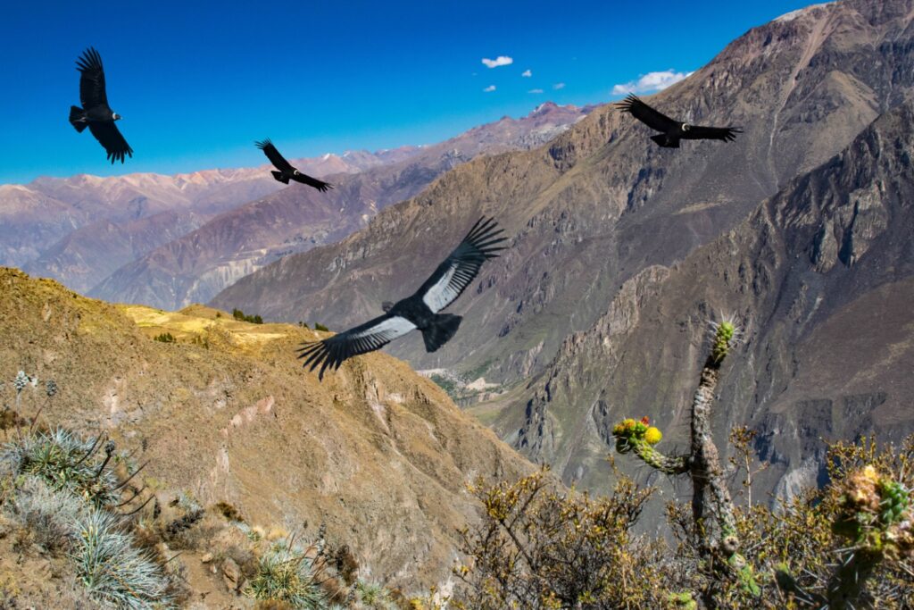 Peru_ArequipaColcaCanyon_Colca_CruzdelCondor_iStock