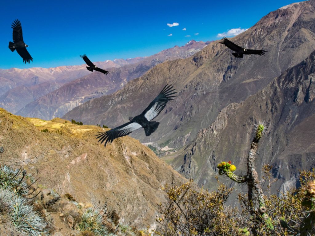 Peru_ArequipaColcaCanyon_Colca_CruzdelCondor_iStock