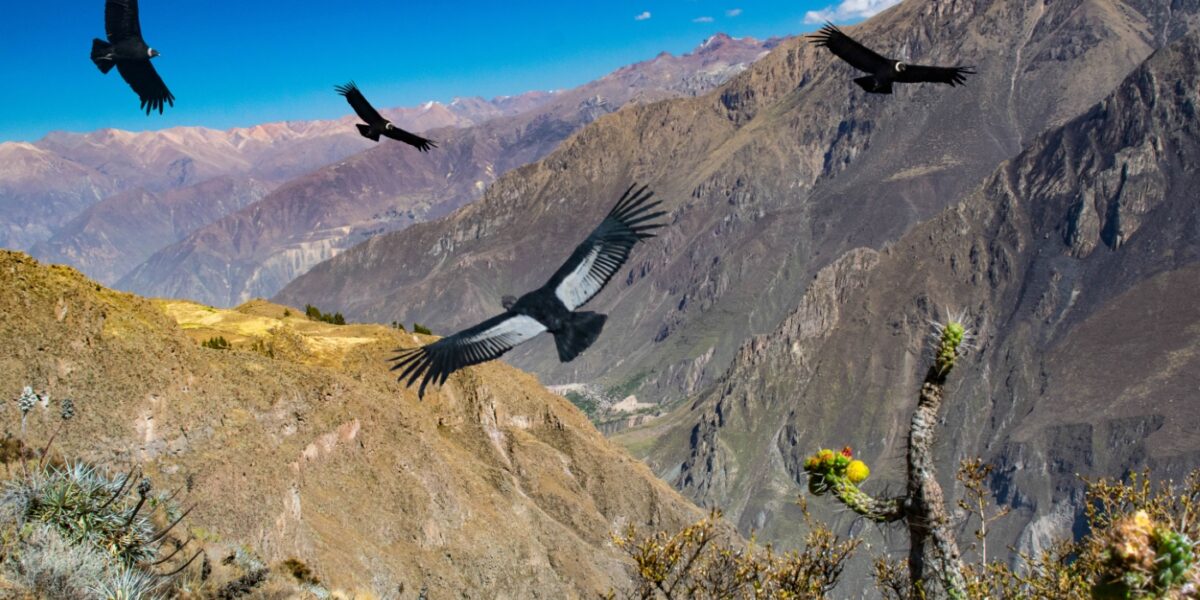 Peru_ArequipaColcaCanyon_Colca_CruzdelCondor_iStock