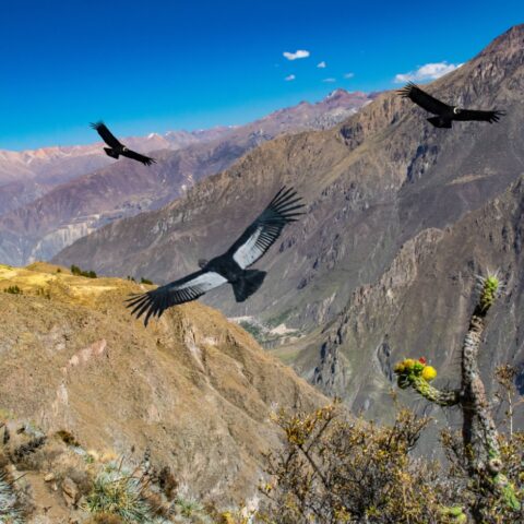 Peru_ArequipaColcaCanyon_Colca_CruzdelCondor_iStock