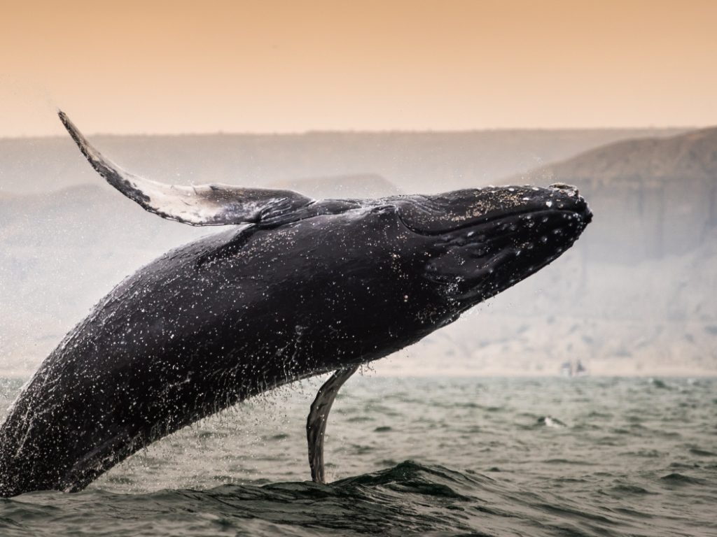 Peru_Mancoranorthcoast_Mancora_ShutterStock