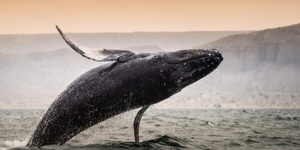 Peru_Mancoranorthcoast_Mancora_ShutterStock