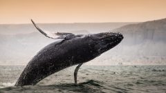 Peru_Mancoranorthcoast_Mancora_ShutterStock