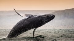 Peru_Mancoranorthcoast_Mancora_ShutterStock