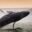 Peru_Mancoranorthcoast_Mancora_ShutterStock