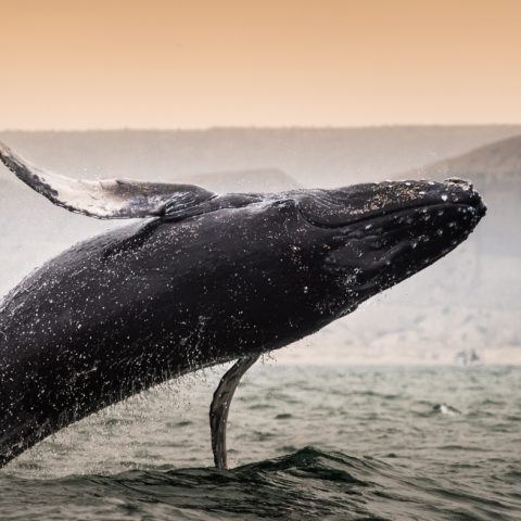 Peru_Mancoranorthcoast_Mancora_ShutterStock