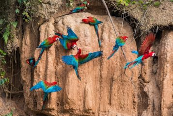 Peru_ThePeruvianAmazon_PuertoMaldonado