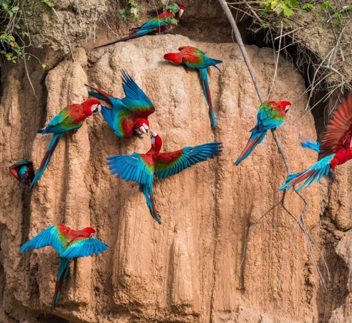 Peru_ThePeruvianAmazon_PuertoMaldonado
