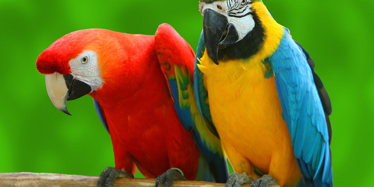 Macaws Parrot birds
