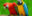 Macaws Parrot birds Macaws Parrot birds
