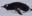 ANT_gentoo_SB_free ANT_gentoo_SB_free
