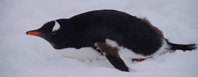 ANT_gentoo_SB_free