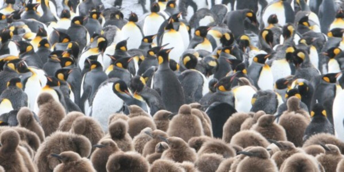 ANT_kingpenguins_SMJones_freewithcredit