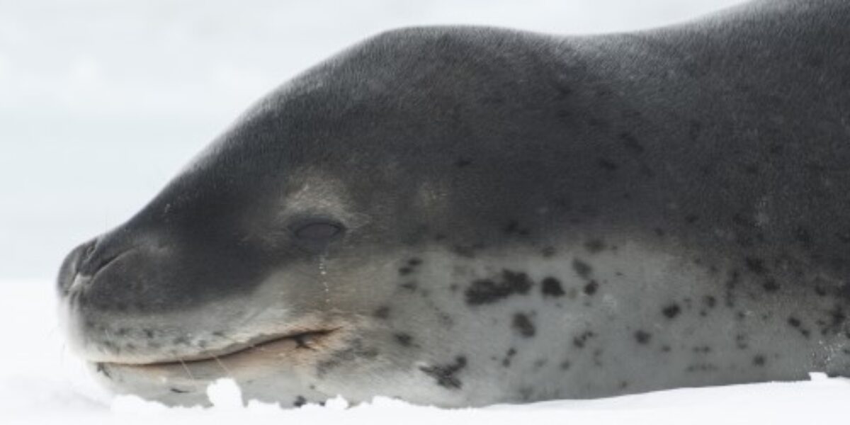 ANT_leopardSealCropl_shutterstock125946341_freewithcredit