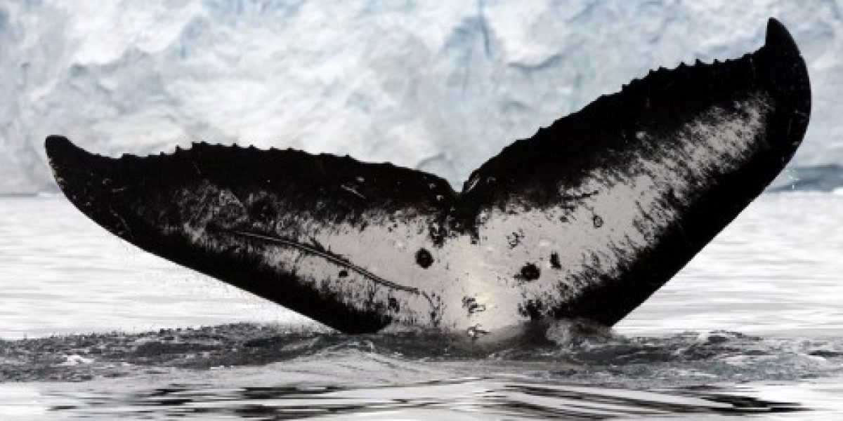ANT_whale_iStock5593066_freewithcredit