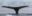 ANT_whale_Wilhelmina_SB_free ANT_whale_Wilhelmina_SB_free