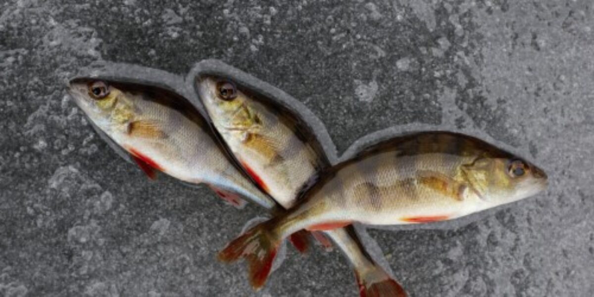 winter fishing. perch fish on the ice.