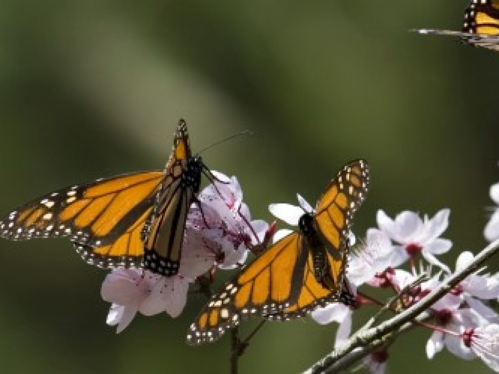 MEX_monarchbutterfliesCrop_iStock1203006_freewithcredit