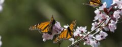 MEX_monarchbutterfliesCrop_iStock1203006_freewithcredit