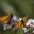 MEX_monarchbutterfliesCrop_iStock1203006_freewithcredit